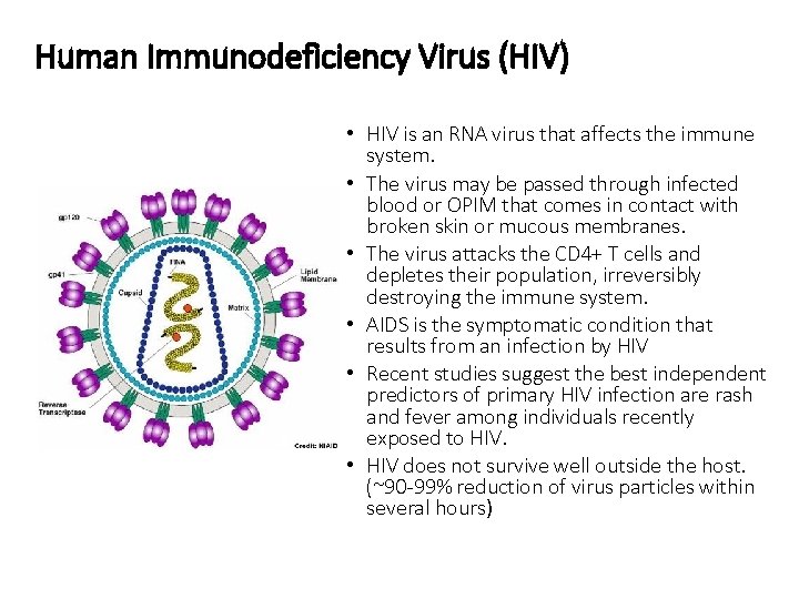 Human Immunodeficiency Virus (HIV) • HIV is an RNA virus that affects the immune