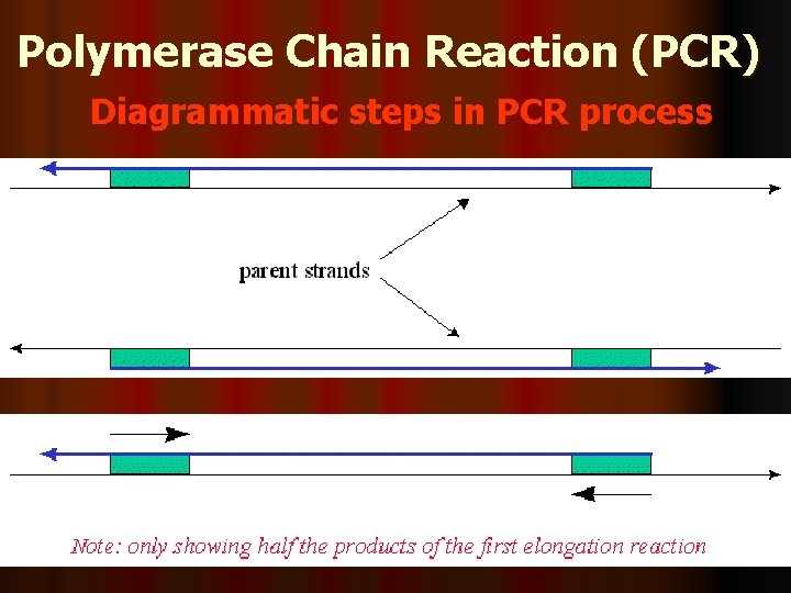 Polymerase Chain Reaction (PCR) Diagrammatic steps in PCR process • 