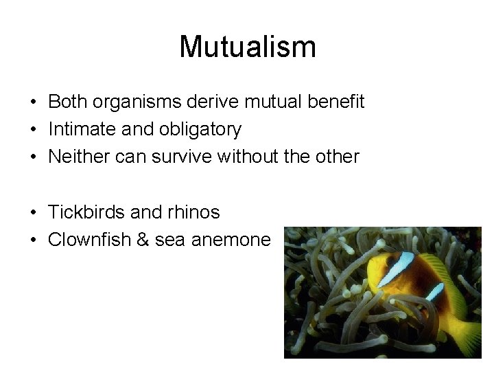 Mutualism • Both organisms derive mutual benefit • Intimate and obligatory • Neither can