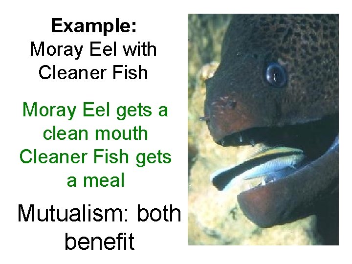 Example: Moray Eel with Cleaner Fish Moray Eel gets a clean mouth Cleaner Fish