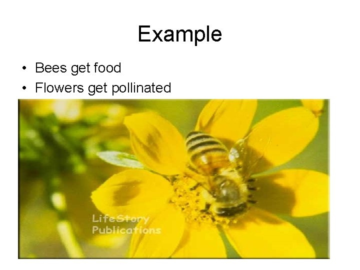 Example • Bees get food • Flowers get pollinated 
