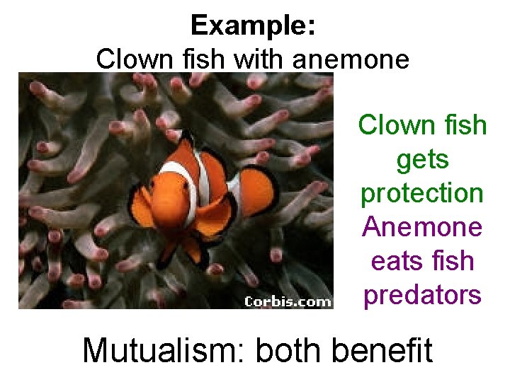 Example: Clown fish with anemone Clown fish gets protection Anemone eats fish predators Mutualism: