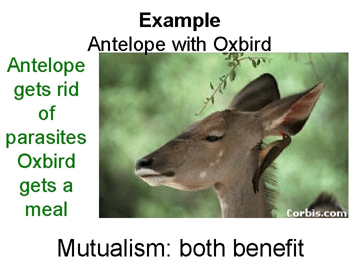 Antelope gets rid of parasites Oxbird gets a meal Example Antelope with Oxbird Mutualism: