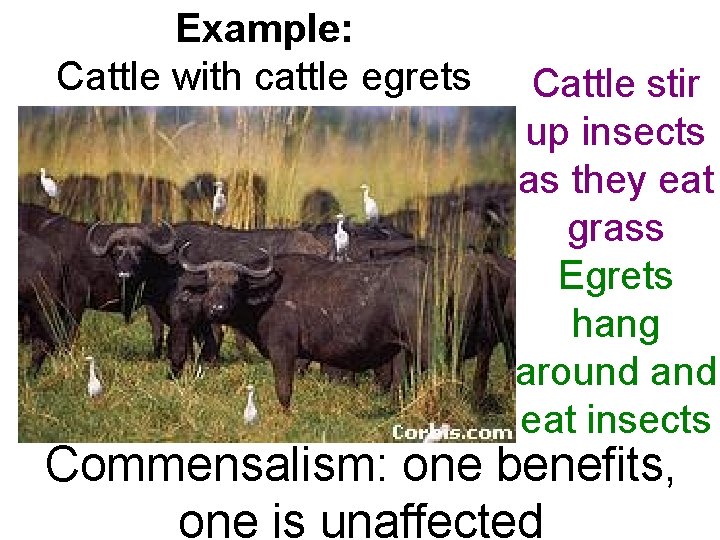 Example: Cattle with cattle egrets Cattle stir up insects as they eat grass Egrets