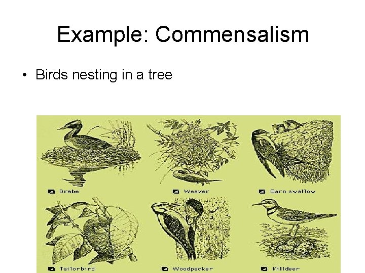 Example: Commensalism • Birds nesting in a tree 