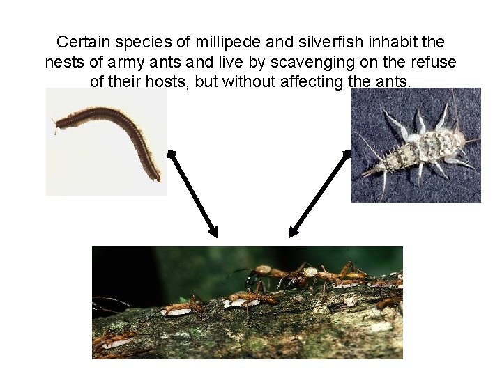 Certain species of millipede and silverfish inhabit the nests of army ants and live
