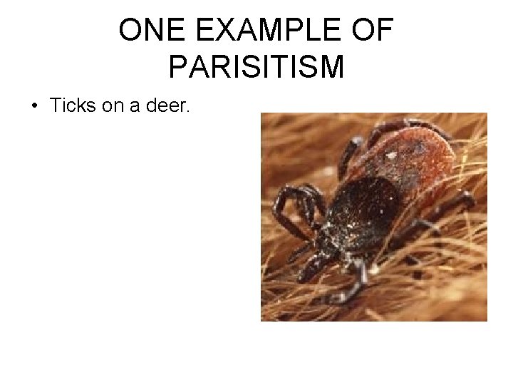 ONE EXAMPLE OF PARISITISM • Ticks on a deer. 
