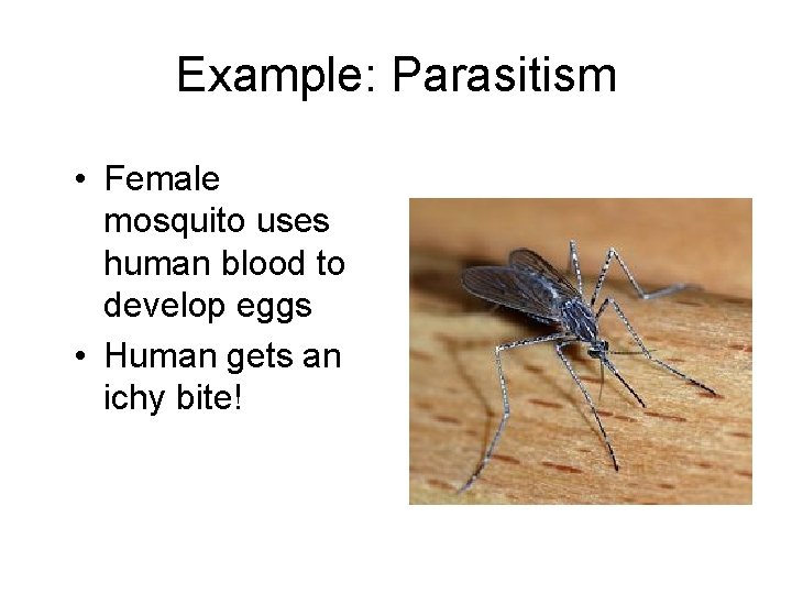 Example: Parasitism • Female mosquito uses human blood to develop eggs • Human gets