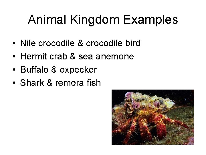 Animal Kingdom Examples • • Nile crocodile & crocodile bird Hermit crab & sea