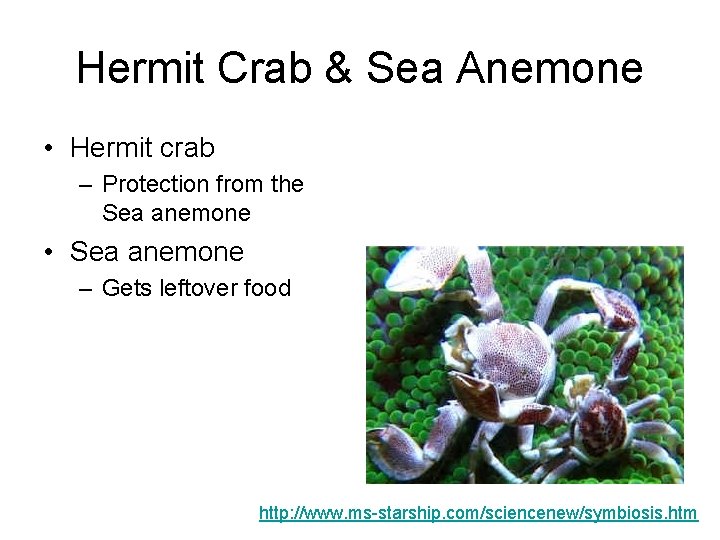 Hermit Crab & Sea Anemone • Hermit crab – Protection from the Sea anemone