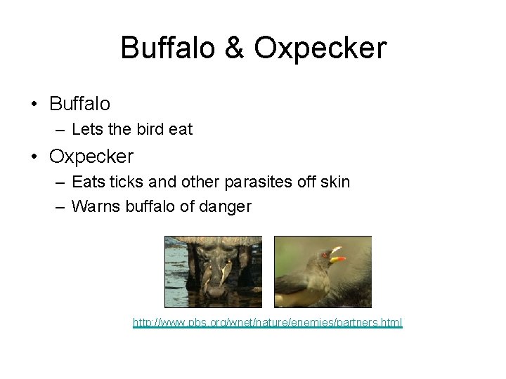 Buffalo & Oxpecker • Buffalo – Lets the bird eat • Oxpecker – Eats