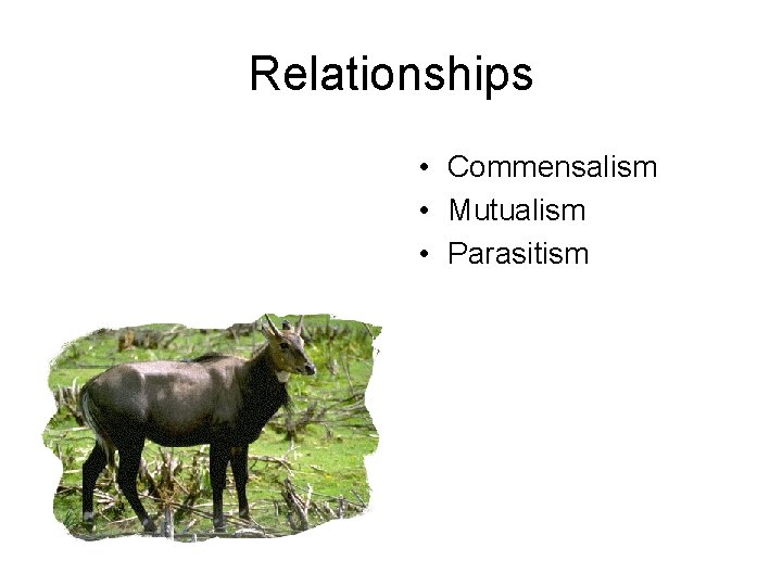 Relationships • Commensalism • Mutualism • Parasitism 