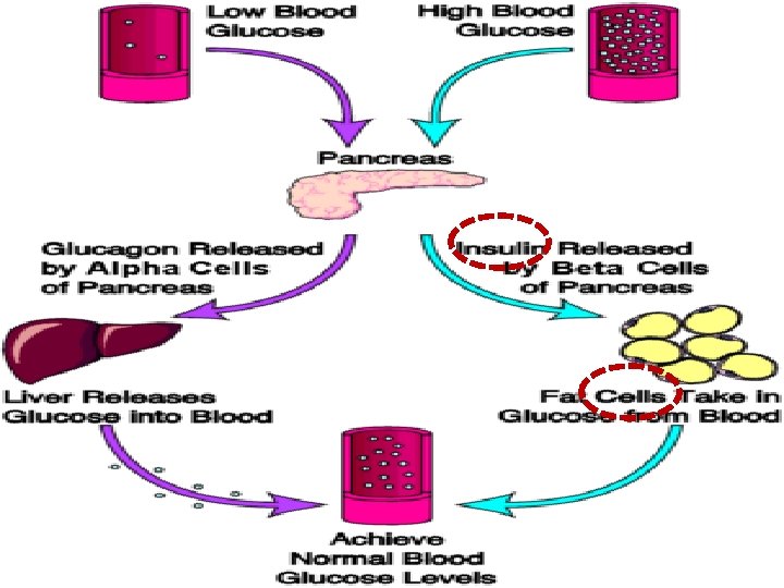In Diabetes Target Cells Do Not Respond Normally To Insulin Diabetes PREPARED BY NADIA JRADI MASRI M D