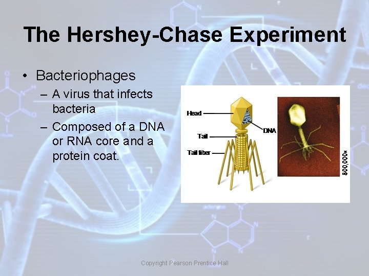 The Hershey-Chase Experiment • Bacteriophages – A virus that infects bacteria – Composed of