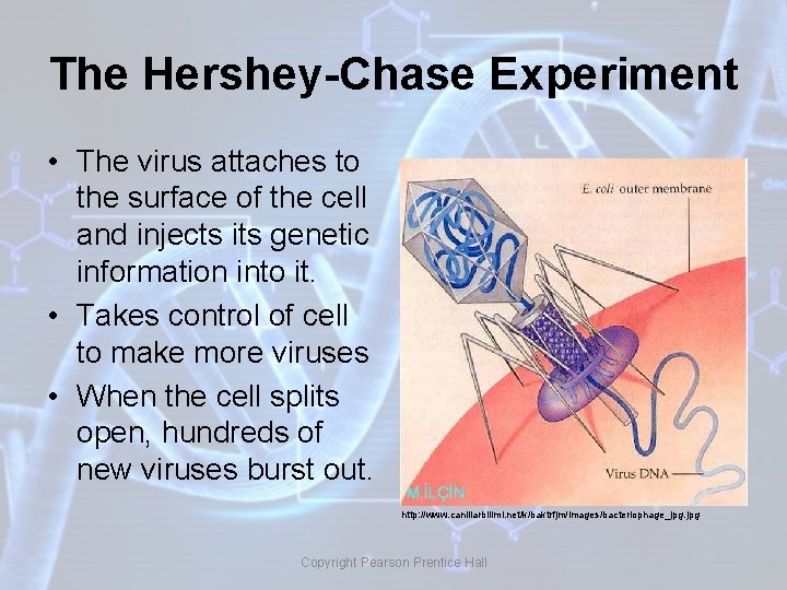 The Hershey-Chase Experiment • The virus attaches to the surface of the cell and