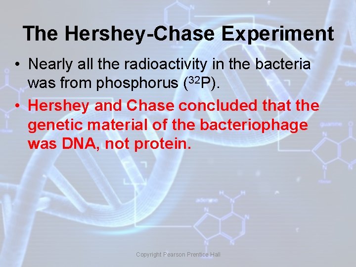 The Hershey-Chase Experiment • Nearly all the radioactivity in the bacteria was from phosphorus