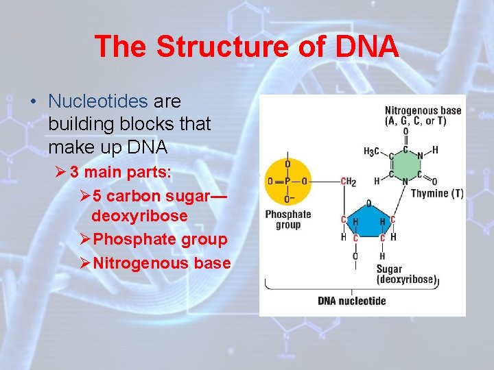 The Structure of DNA • Nucleotides are building blocks that make up DNA Ø