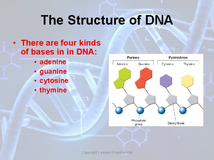 The Structure of DNA • There are four kinds of bases in in DNA: