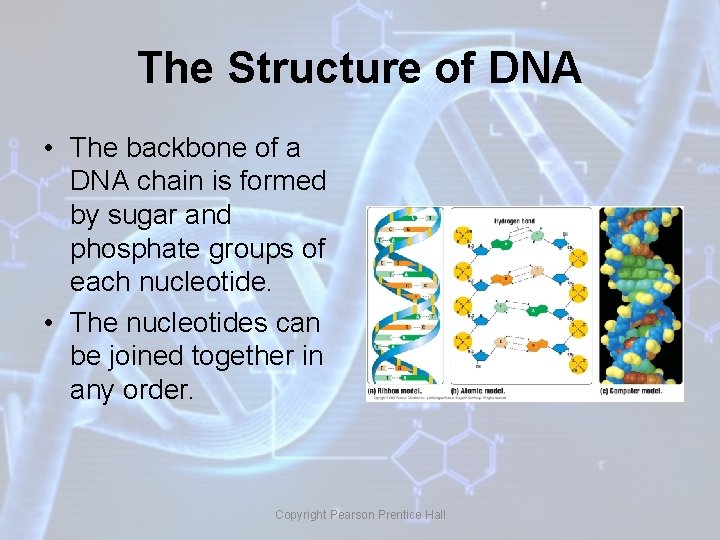 The Structure of DNA • The backbone of a DNA chain is formed by