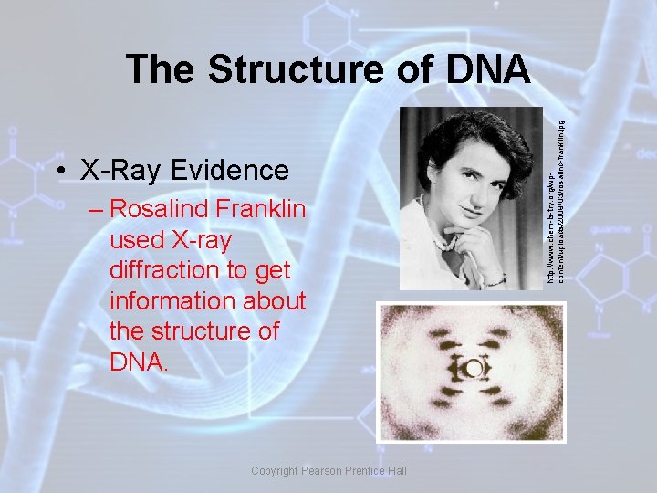 • X-Ray Evidence – Rosalind Franklin used X-ray diffraction to get information about