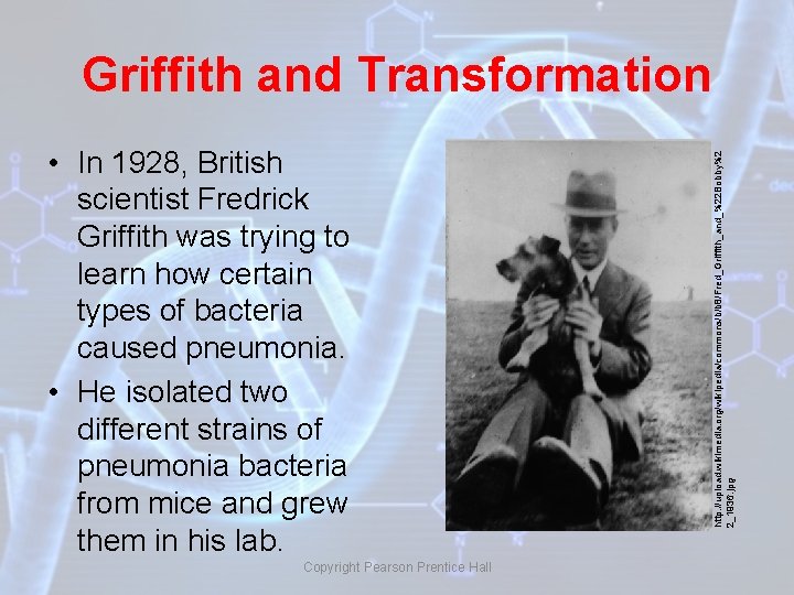  • In 1928, British scientist Fredrick Griffith was trying to learn how certain