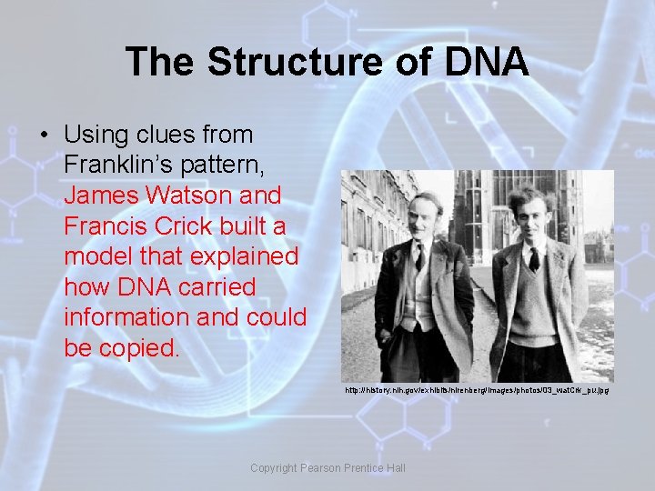 The Structure of DNA • Using clues from Franklin’s pattern, James Watson and Francis