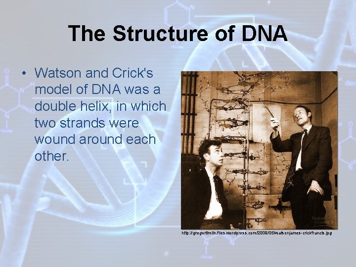 The Structure of DNA • Watson and Crick's model of DNA was a double