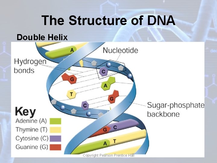 The Structure of DNA Double Helix Copyright Pearson Prentice Hall 