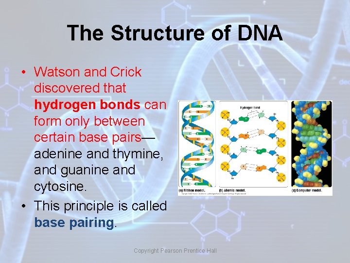 The Structure of DNA • Watson and Crick discovered that hydrogen bonds can form