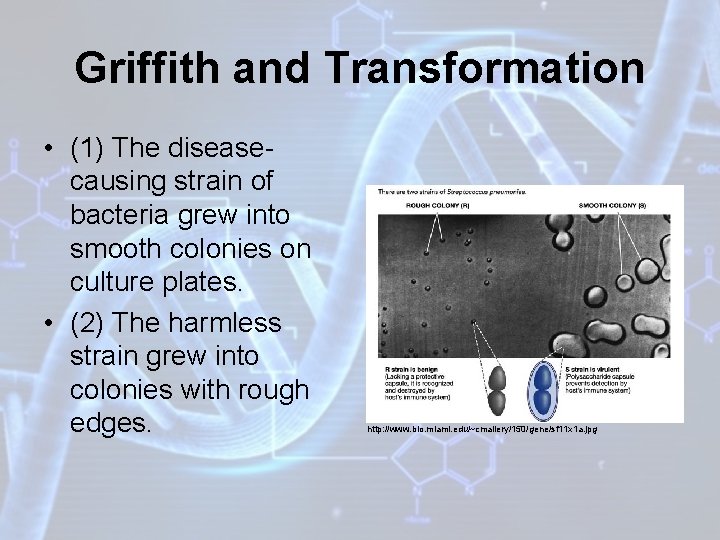 Griffith and Transformation • (1) The diseasecausing strain of bacteria grew into smooth colonies