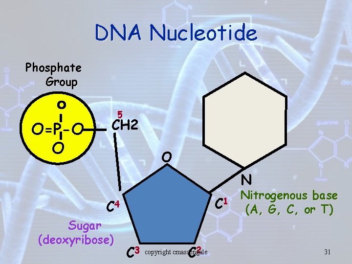 DNA Nucleotide Phosphate Group O O=P-O O 5 CH 2 O N C 1