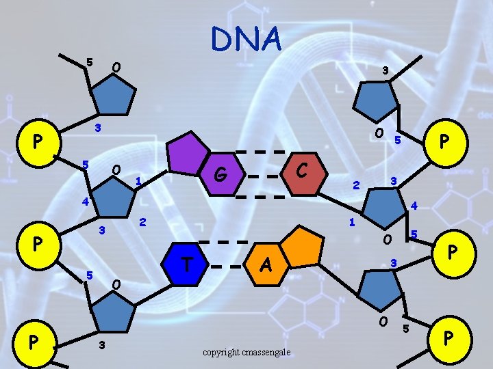 5 DNA O 3 3 P 5 O O C G 1 P 5