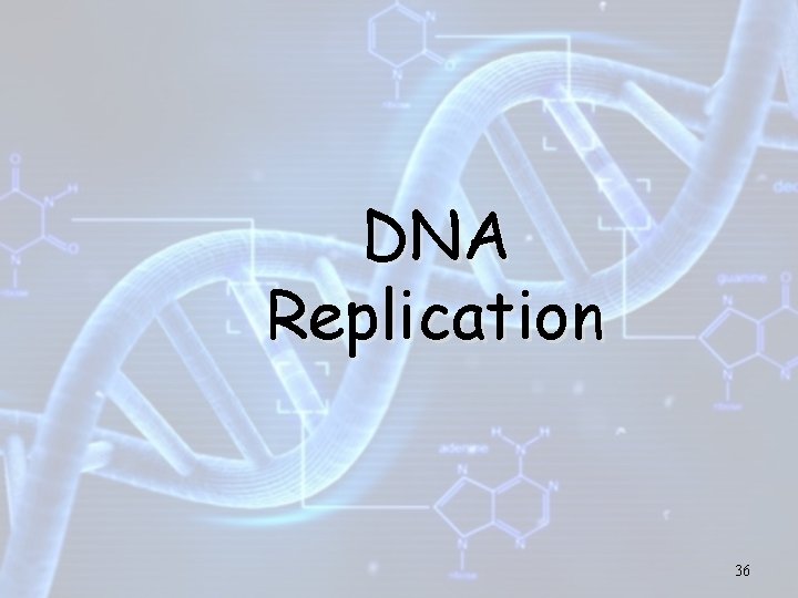 DNA Replication 36 