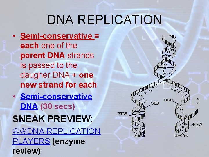 DNA REPLICATION • Semi-conservative = each one of the parent DNA strands is passed