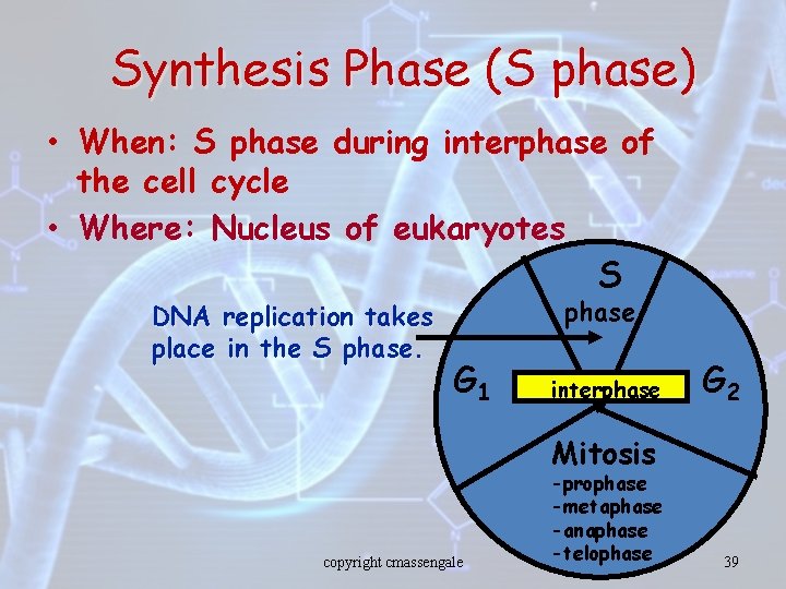 Synthesis Phase (S phase) • When: S phase during interphase of the cell cycle