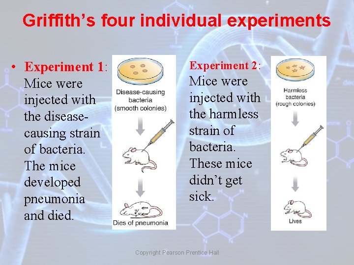 Griffith’s four individual experiments • Experiment 1: Mice were injected with the diseasecausing strain