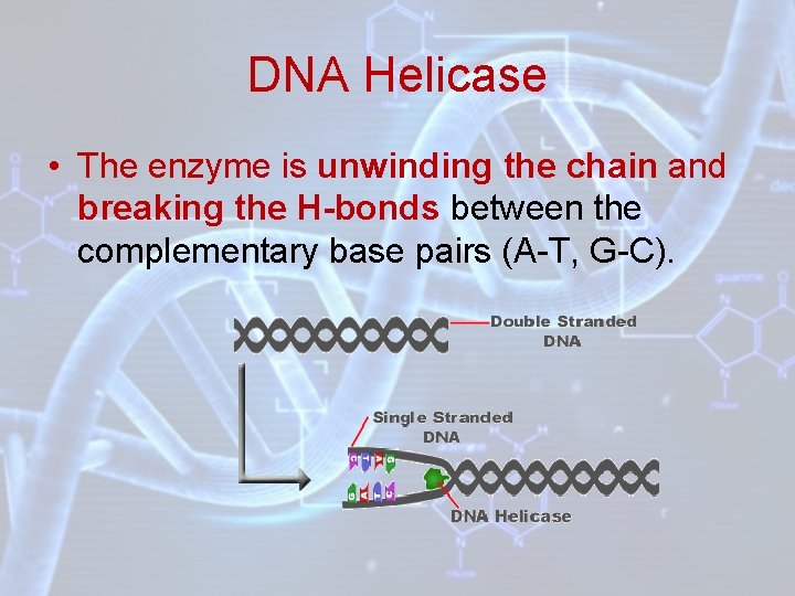 DNA Helicase • The enzyme is unwinding the chain and breaking the H-bonds between