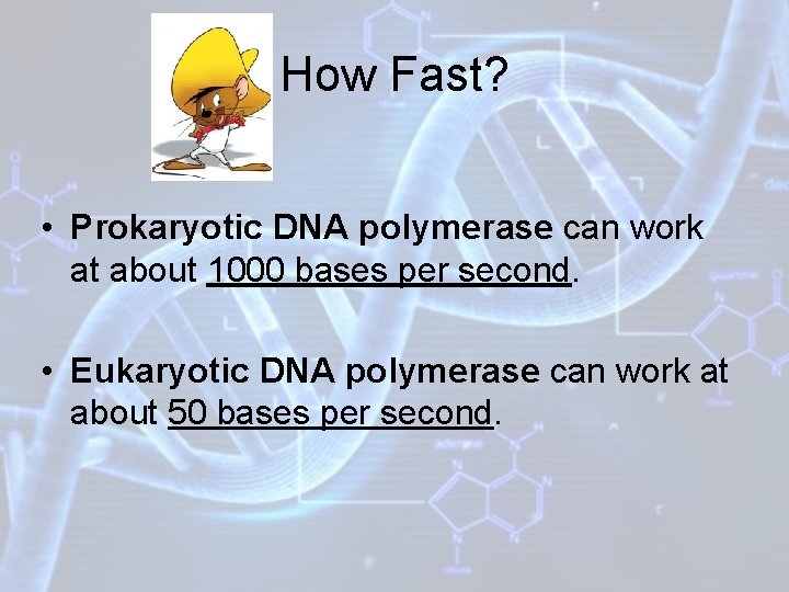 How Fast? • Prokaryotic DNA polymerase can work at about 1000 bases per second.