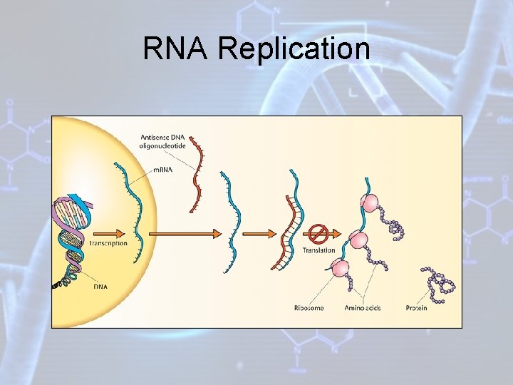 RNA Replication 