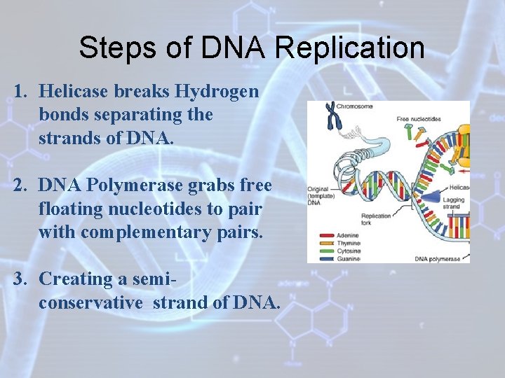 Steps of DNA Replication 1. Helicase breaks Hydrogen bonds separating the strands of DNA.