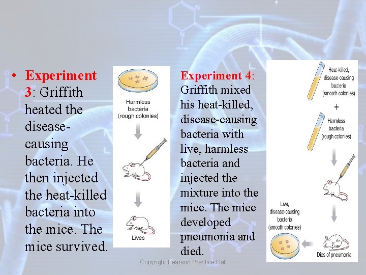  • Experiment 3: Griffith heated the diseasecausing bacteria. He then injected the heat-killed
