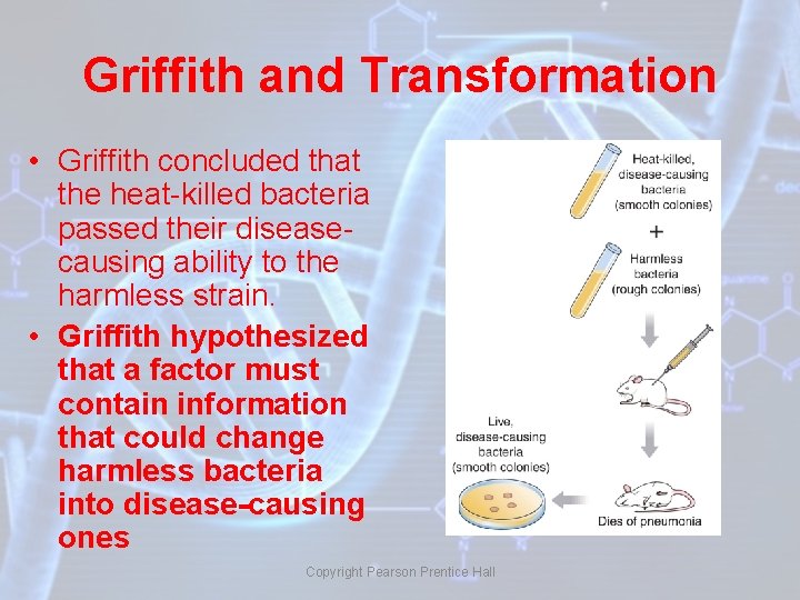 Griffith and Transformation • Griffith concluded that the heat-killed bacteria passed their diseasecausing ability