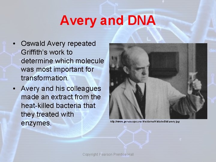 Avery and DNA • Oswald Avery repeated Griffith’s work to determine which molecule was