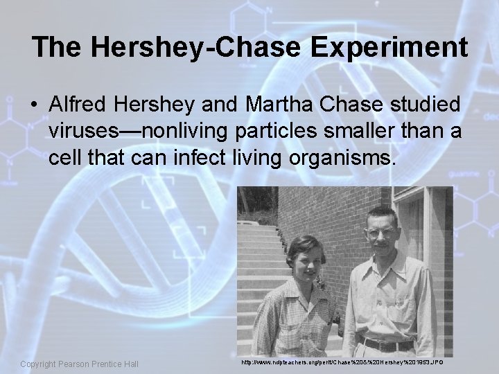 The Hershey-Chase Experiment • Alfred Hershey and Martha Chase studied viruses—nonliving particles smaller than