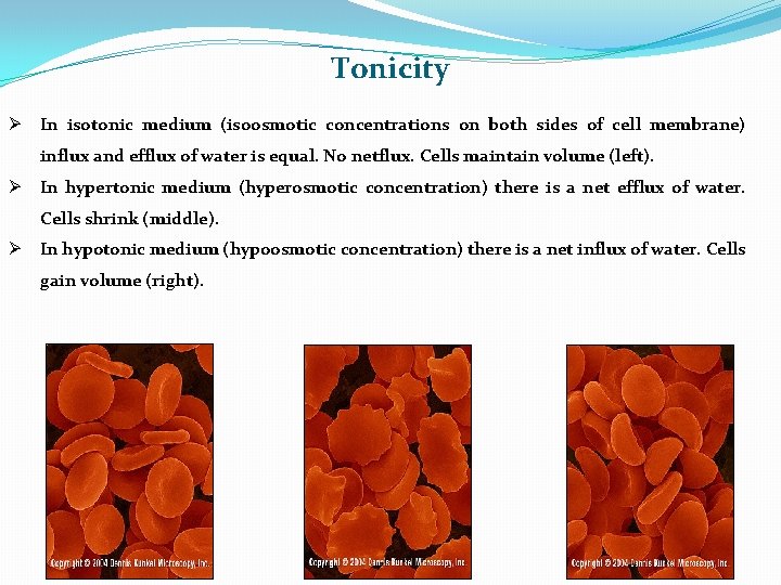 Tonicity Ø In isotonic medium (isoosmotic concentrations on both sides of cell membrane) influx