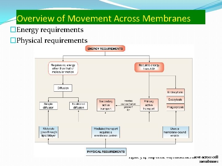 Overview of Movement Across Membranes �Energy requirements �Physical requirements Figure 5 -14: Map of