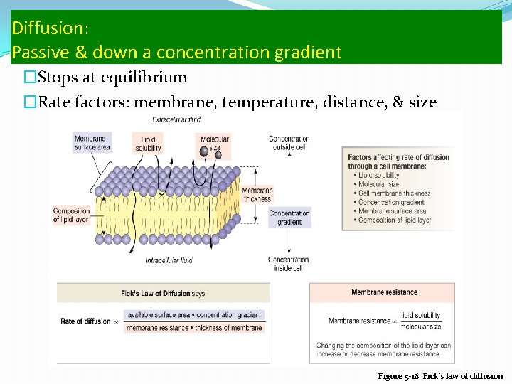Diffusion: Passive & down a concentration gradient �Stops at equilibrium �Rate factors: membrane, temperature,
