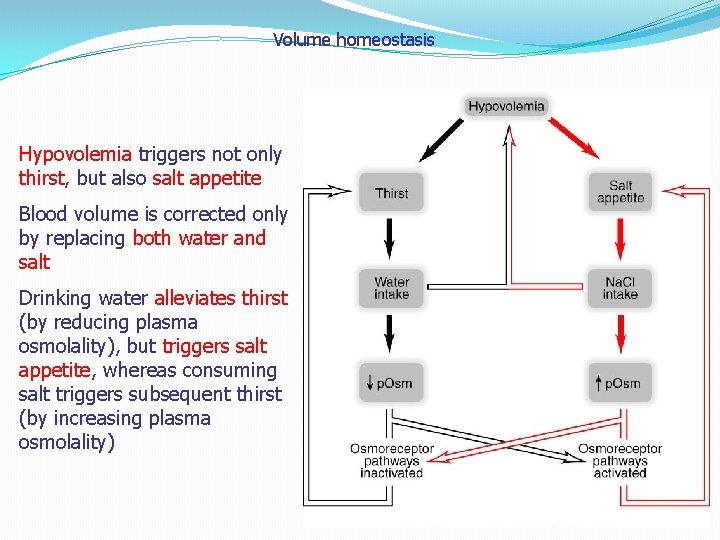 Volume homeostasis Hypovolemia triggers not only thirst, but also salt appetite Blood volume is