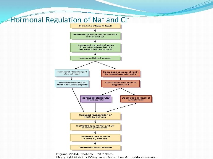 Hormonal Regulation of Na+ and Cl- 