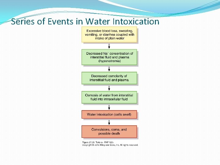 Series of Events in Water Intoxication 